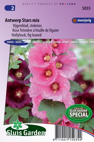 Rose Trémière simple à feuille de figuier Antwerp Stars mix - Alcea ficifolia