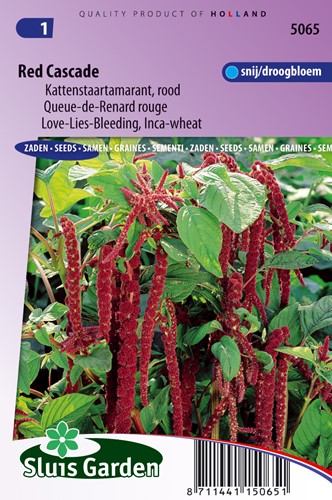 Queue de Renard rouge - Amaranthus