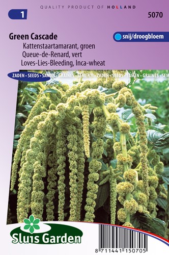 Queue de Renard Green Cascade (vert) - Amaranthus