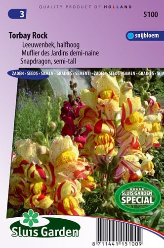Muflier des Jardins demi-naine Torbay Rock
