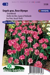 Oeillet de Mer Rose Olympe - Gazon d'Hollande