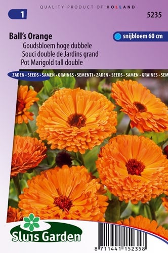 Souci double de Jardins Ball's Orange - Calendula