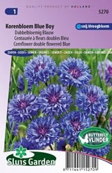 Centaurée à fleurs doubles Blue Boy