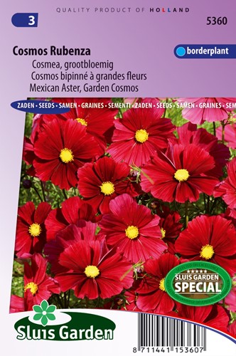 Cosmos bipinné à grandes fleurs Rubenza (Fleuroselect Novelty)