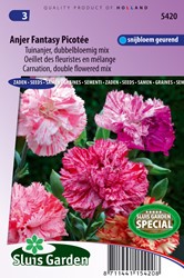 Oeillet des fleuristes Fantasy Picotée en mélange - Dianthus