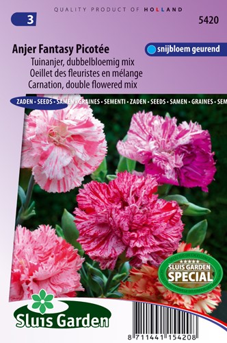 Oeillet des fleuristes Fantasy Picotée en mélange - Dianthus