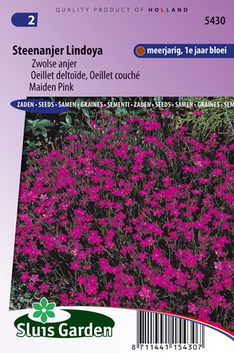 Oeillet deltoïde (couché) Lindoya - Dianthus