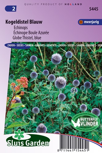 Échinope Boule Azurée Bleu