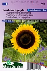 Tournesol à fleurs géantes jaune