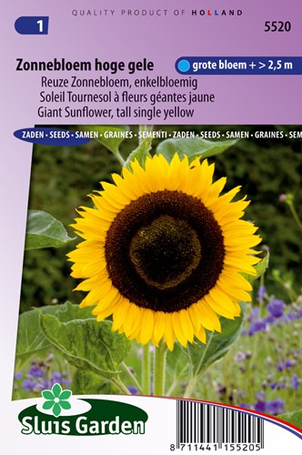 Tournesol à fleurs géantes jaune