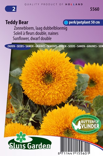 Tournesol à fleurs double naines Teddy Bear