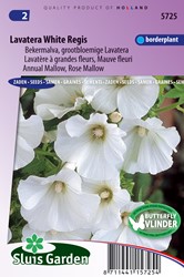 Lavatera White Regis (Bekermalva)