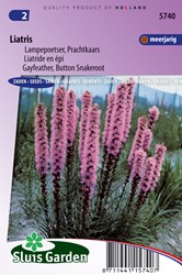 Liatride en épi - Liatris