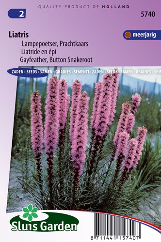 Liatride en épi - Liatris