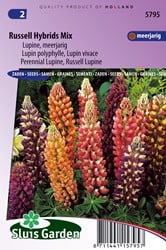 Lupin polyphylle vivace Russell hybrids Mix - Lupinus