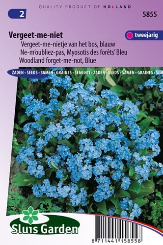 Ne-m'oubliez-pas, Myosotis de forêts Bleu