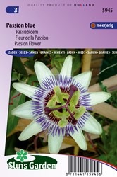 Fleur de la Passion, Passion Bleu - Passiflora