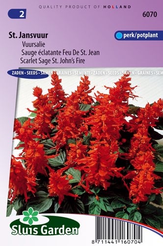 Sauge éclatante Feu de St. Jean