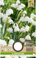 Leucojum Gravetye Giant - Zomerklokje-2