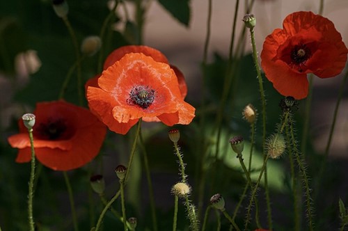 Papaver orientale Rembrandt - Pavot d Orient (Pack de trois)