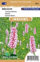Bistorte - Persicaria bistorta