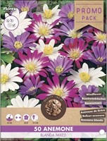 Anemone blanda mixed - Bosanemoon gemengd 