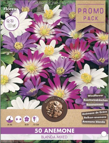 Anemone blanda mixed - Bosanemoon gemengd 