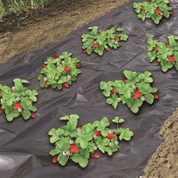 Feutre de culture pour fraises 1.40 x 10m - Nature