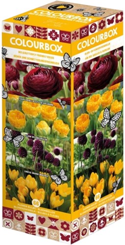 Colourbox Jaune et Violet – Mélange de bulbes à fleurs