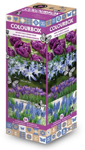 Colourbox Blauw – Bloembollen mix