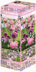 Colourbox Rose & Violet – Mélange de bulbes à fleurs
