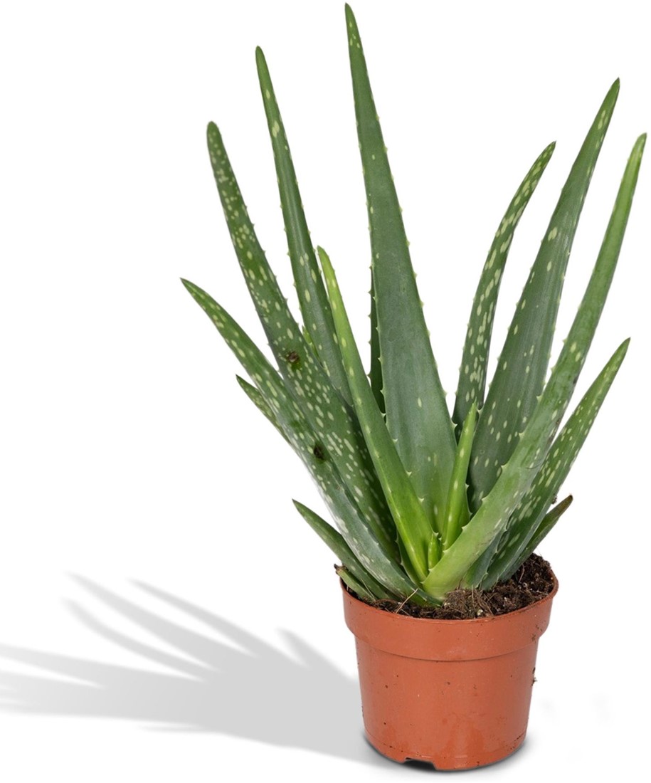 Prix D Une Plante Aloe Vera
