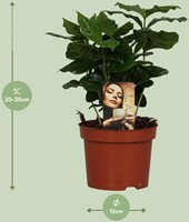 Koffieplant Coffea Arabica - Ø12cm - 25cm-3