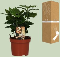 Koffieplant Coffea Arabica - Ø12cm - 25cm-2
