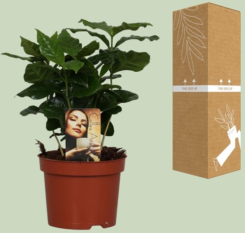 Koffieplant Coffea Arabica - Ø12cm - 25cm-2