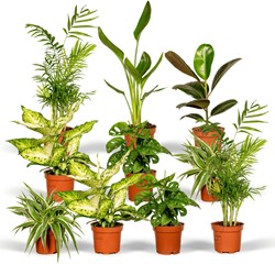 Box Surprise - x10 Plantes d’intérieur Ø12cm - 25cm