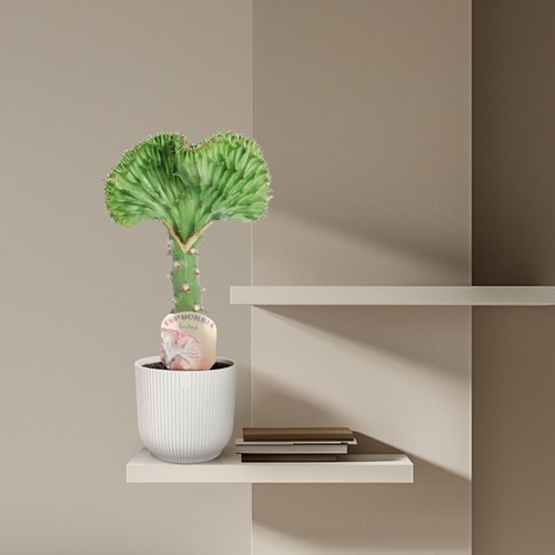 Euphorbia lactea Cristata groen - 35 cm - ø12-3