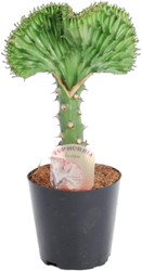 Euphorbia lactea Cristata vert – 35 cm – Ø12 cm