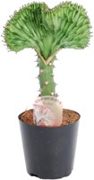 Euphorbia lactea Cristata (Euphorbe Lactée