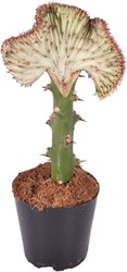 Euphorbia lactea Cristata rouge – 35 cm – Ø12 cm