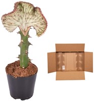 Euphorbia lactea Cristata rouge – 35 cm – Ø12 cm-2
