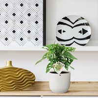 Monstera obliqua Monkey Leaf - 25 cm - ø12-3