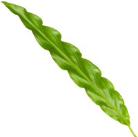 Calathea Elgergrass - 70cm - Ø17cm-2