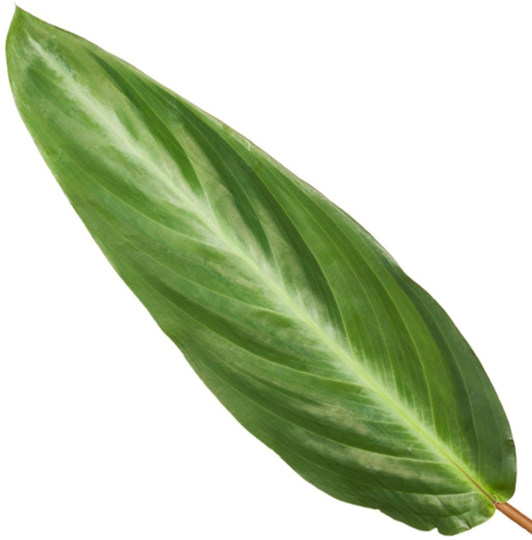 Tierfreundliche Zimmerpflanze Calathea Triostar Zimmerpflanze Set - 60-70cm  Farbenfroh Im Seegraskorb, Tierfreundlich