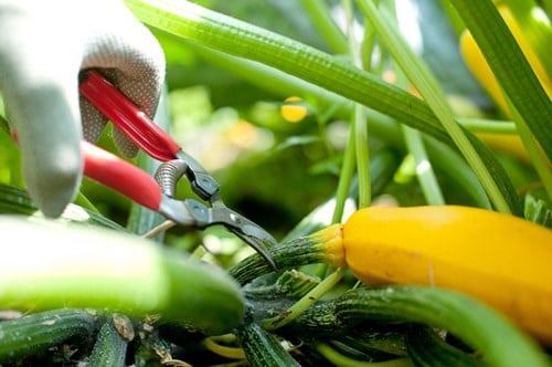 Ciseaux à ressort, modèle courbé