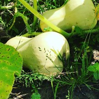 Courgette Comestible Waltham Butternut – Buzzy Organic Seeds-2