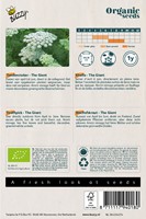 Bio Khella The Giant - Ammi Visnaga-2