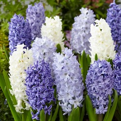 Hyacinten Blue Ocean Mix - Hyacinthus