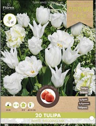 Tulipes White Wedding mix – Tulipa