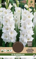 Gladiolus Serena - Glaïeul Blanc
